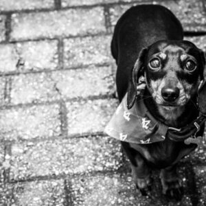 Ambiance Ambiance @ Maison poème (Auditions Parcours FrancoFaune 2026) © Lara Herbinia